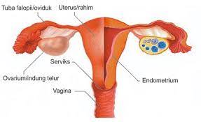Pada saat sel telur terlepas dari ovarium, maka oosit akan segera melengkapi sebagai meiosis 1 dan akan memulai. Proses Fertilisasi Dan Perkembangan Embrio Dalam Rahim Uterus