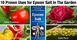 epsom salts in the garden transplant