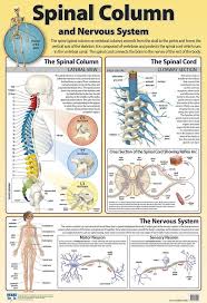 Chart Spinal Column