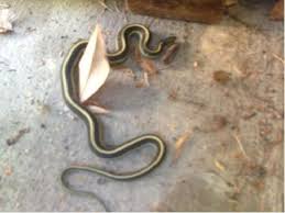 Rattlesnakes can kill you if you don't get treated. Morris Garter Snake Venom Won T Hurt Humans The Mercury News