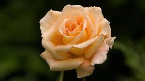 free photo orange rose bloom flower