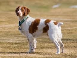 Growth Chart Brittany Spaniel Its Adult Weight The