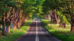 hd wallpaper road summer trees