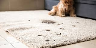 10 best dog carpet cleaners what to