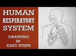 How To Draw Human Respiratory System In Easy Steps 10th