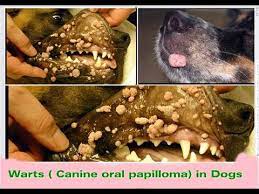 warts papilloma in dogs puppy