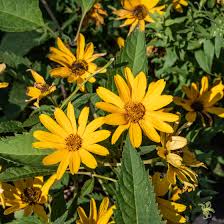 While they are technically considered tropical perennials, these plants are typically grown as annuals in nearly all regions in the united states (except zones 10 to 12). 13 Recommmended Plants With Daisy Like Flowers