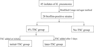 377 x 351 jpeg 61 кб. Inhibitory Effect Of Trisodium Citrate On Biofilms Formed By Klebsiella Pneumoniae Sciencedirect
