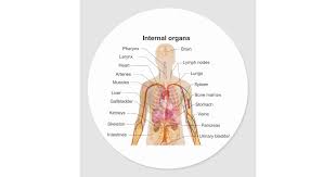 Major Internal Organs In The Human Body Chart Classic Round Sticker Zazzle Com