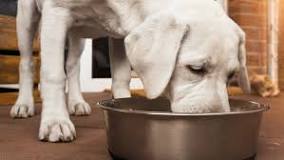 can-dogs-have-soup