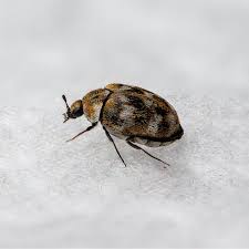 carpet beetle control pro home services