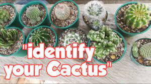 Look at the container it came in. Cactus Identification Cactus Youtube
