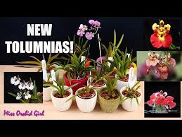 new tolumnia orchids collection