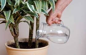 Maybe you would like to learn more about one of these? 10 Causes Of Dracaena Leaves Curling And Solutions Garden For Indoor