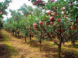 fuji apple trees the tree center
