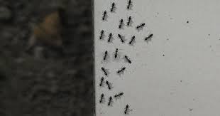 how to get rid of ants home remes