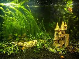 Frisco fish shaped ridges slow feed bowl, light blue, 1.25 cups. 10 Best Aquarium Castle Decorations For Your Fish Tank 2021 Reviews Pure Goldfish