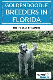 Over 15 years experience of raising quality goldendoodles, standard poodles and labradoodles for family and service dog requirements for florida, alabama and georgia. Best Goldendoodle Breeders In Florida Lover Doodles