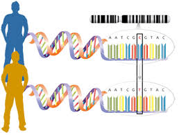 Ariana santiago dna mutation simulation : How Gene Mutations Change Your Ability To Taste Lesson Plan