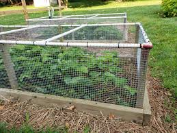 The chicken wire ensures that nothing can get underneath, while the wire mesh is strong enough to keep larger things out. Humane Ways To Prevent Rabbit Damage In The Garden Hgtv