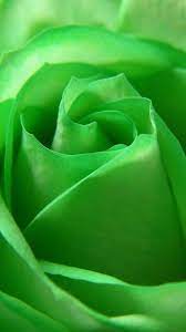 Green rose, Green flowers, Green wallpaper