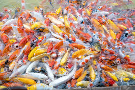Feeding Carp Koi Fish In Pond Koi Or More Specifically Nishikigoi