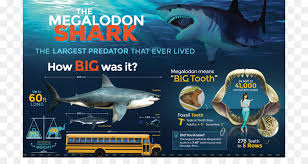 Sein verschwinden ist ein grund, . Grosser Weisser Hai Megalodon Hai Zahn Bull Shark Hai Png Herunterladen 1200 615 Kostenlos Transparent Fisch Png Herunterladen