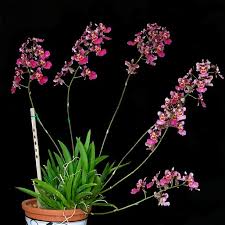 tolumnia sniffen slippertalk orchid forum