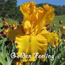 napa country iris garden iris garden