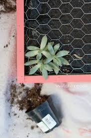 diy vertical succulent garden lolly jane