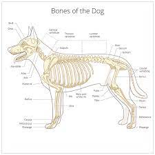 Each of its astonishing muscles are made up of countless cells held together by connective tissue tendons. Skeletal Abnormality In Dogs And Cats