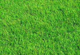 homemade fertilizer for lawns how to