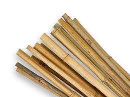 bamboo stakes southern woods