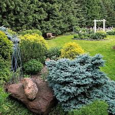 These 5 Fast Growing Evergreen Trees