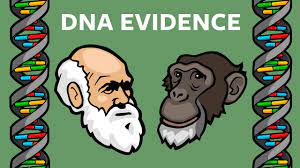 dna evidence that humans chimps share
