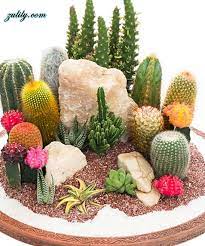 15 Awesome Mini Cactus Gardens Mini