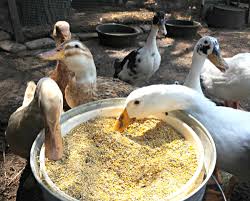 what do ducks eat backyard poultry
