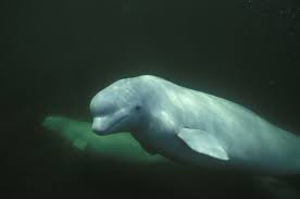 9 beluga whale facts