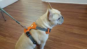 The Best French Bulldog Harness Money Can Buy