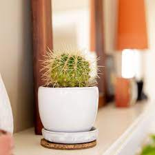 Las vegas homes for sale. How To Grow And Care For Golden Barrel Cactus