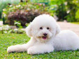 the super smart toy poodle a small dog