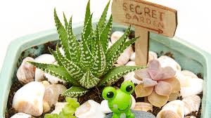 miniature fairy gardens with succulents