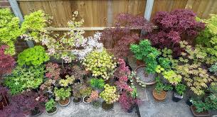 growing anese maples in containers