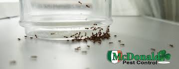 tiny ants around my kitchen sink