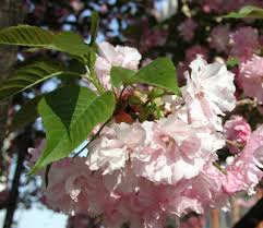 Shop online w/ free shipping kwanzan cherry trees is a lovely specimen tree that puts on an incredible early season display with masses of large, double, deep pink blooms highlighted. Kwanzan Cherry