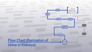 Flow Chart Urine Formation In Kidneys By Kiarra Figueroa