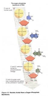 nucleic acids and the rna