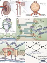 glomerular diseases genetic causes and
