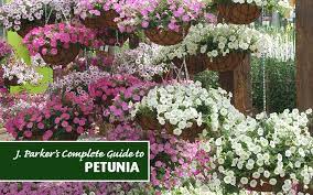 complete guide how to plant petunias