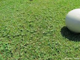 Purdue Turf Tips: Weed of the month for August 2014 is Prostrate Spurge